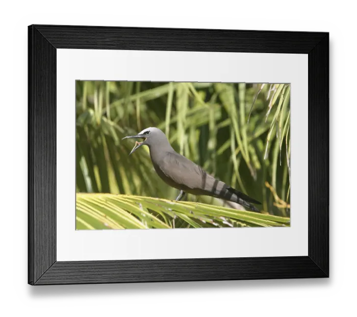 Framed Print : Brown Noddy (Anous stolidus), Showing tongue - Bird Island