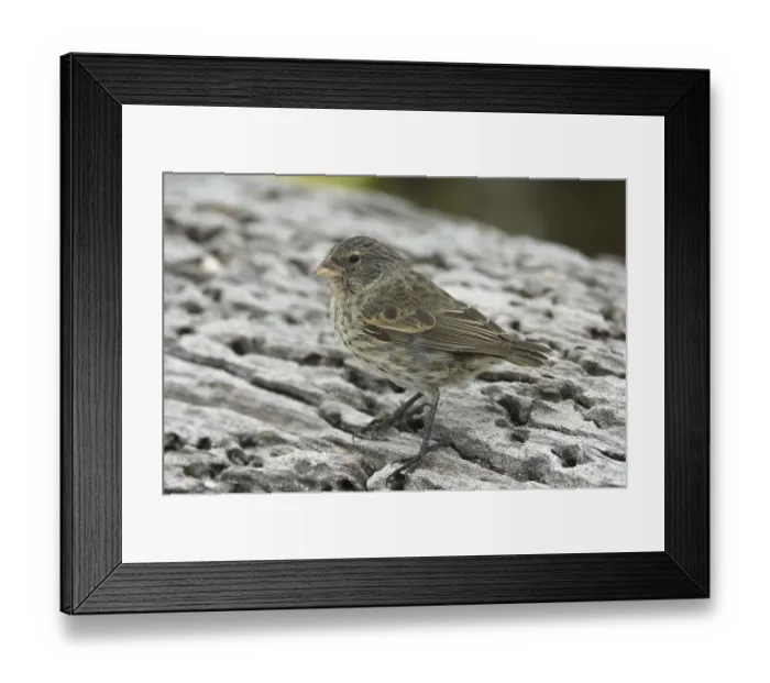 Framed Print : Small-billed Ground-finch (Geospiza fuliginosa) Framed Print : Small-billed Ground-finch (Geospiza fuliginosa)