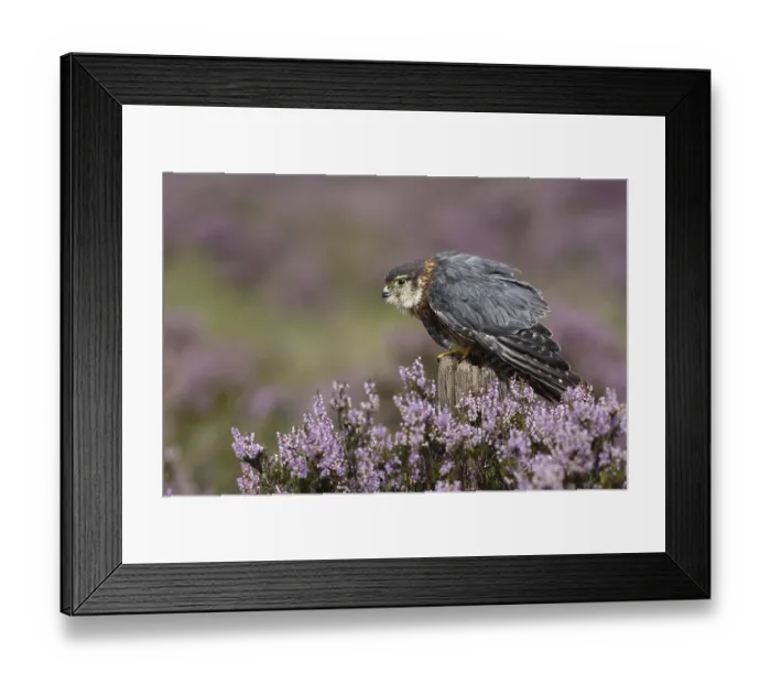 Framed Print : Merlin (Falco columbarius), adult male