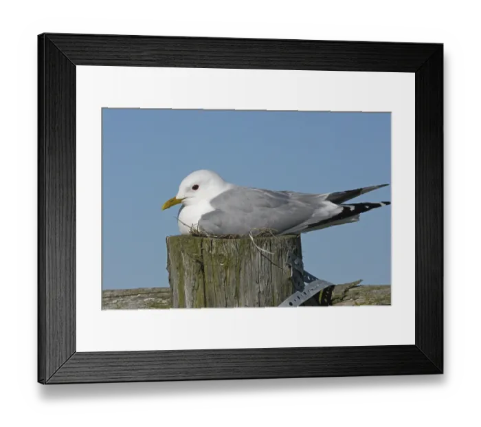 Framed Print : Common Gull (Larus canus), adult