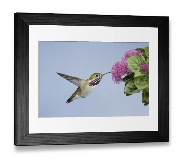 Framed Print : Calliope Hummingbird (Stellula calliope)