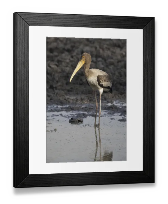 Framed Print : Painted Stork (Mycteria leucocephala)