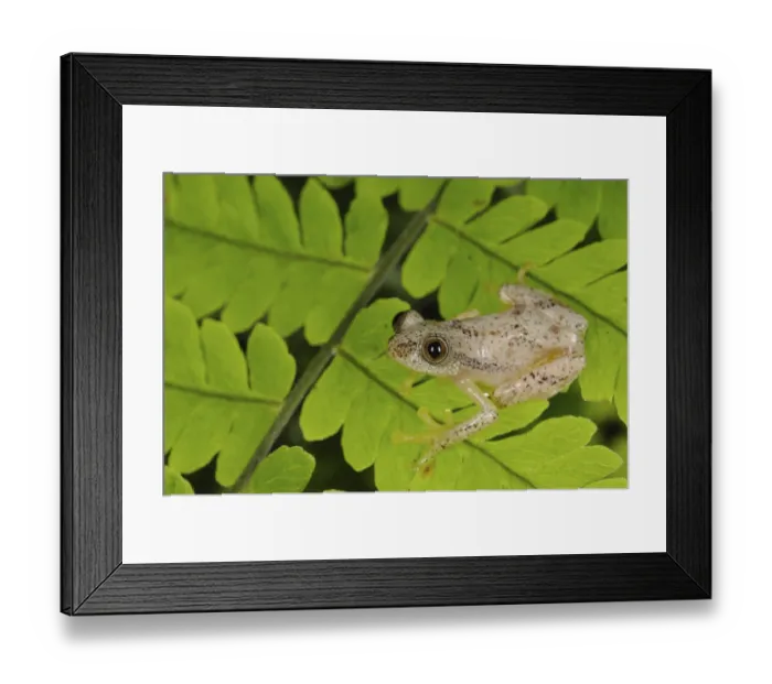 Framed Print : Liberian Banana Frog (Afrixalus laevis) Framed Print : Liberian Banana Frog (Afrixalus laevis)