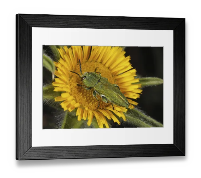 Framed Print : Emerald Ash-borer Beetle (Anthaxia hungarica)