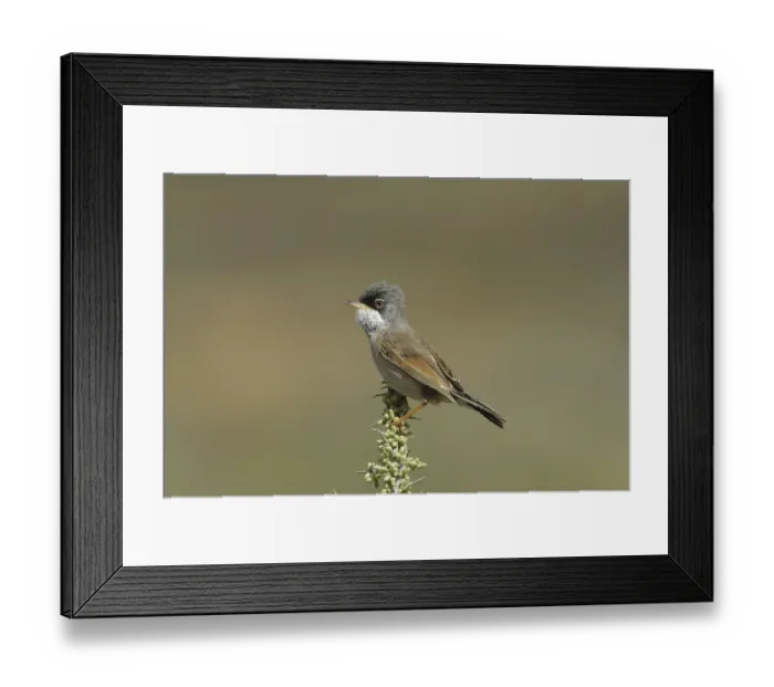 Framed Print : Spectacled Warbler (Sylvia conspicillata) Framed Print : Spectacled Warbler (Sylvia conspicillata)