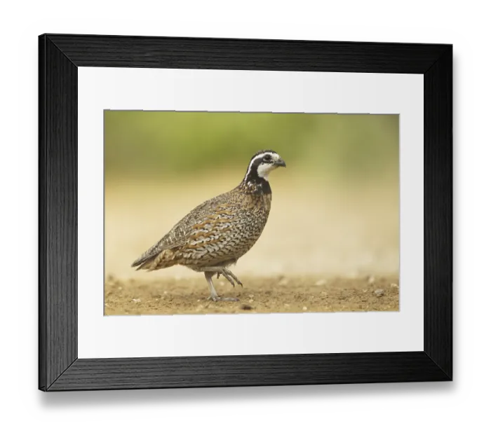 Framed Print : Northern Bobwhite (Colinus virginianus)