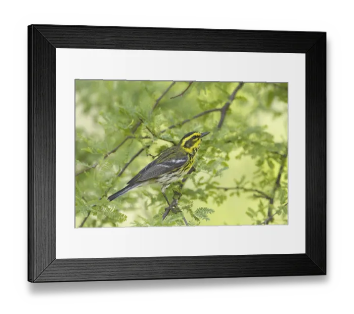 Framed Print : Townsend's Warbler (Dendroica townsendi) Framed Print : Townsend's Warbler (Dendroica townsendi)