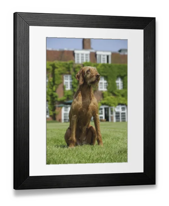 Framed Print : Domestic Dog, Hungarian Vizsla