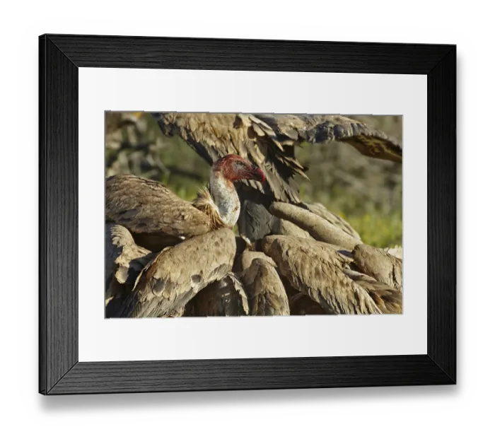 Framed Print : Eurasian Griffon Vulture (Gyps fulvus) flock