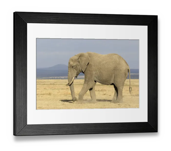 Framed Print : African Elephant (Loxodonta africana) adult