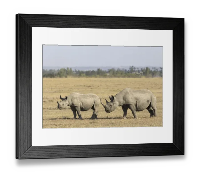 Framed Print : Black Rhinoceros (Diceros bicornis)