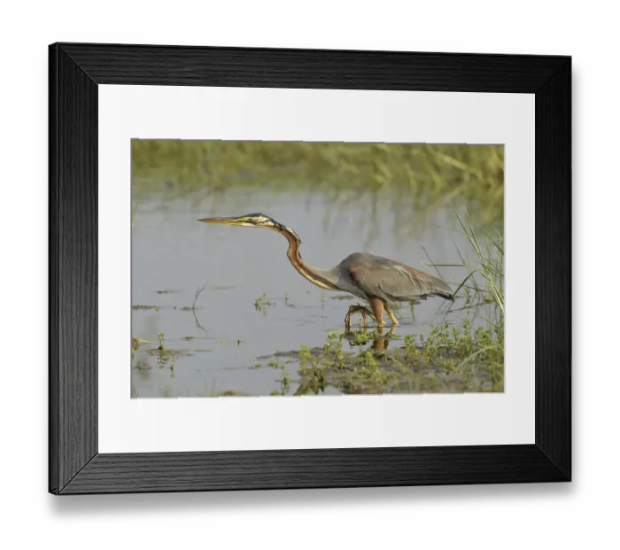 Framed Print : Purple Heron (Ardea purpurea), adult Framed Print : Purple Heron (Ardea purpurea), adult