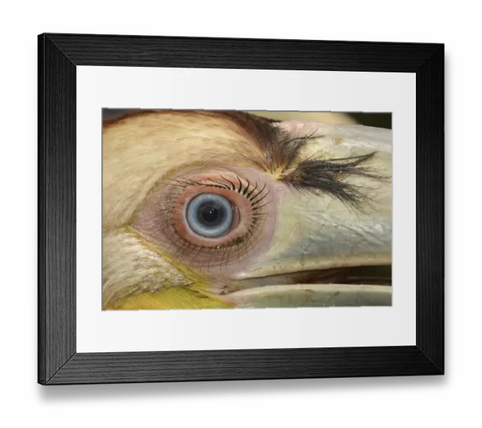 Framed Print : Wreathed Hornbill (Rhyticeros undulatus)