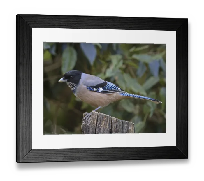 Framed Print : Black-headed Jay (Garrulus lanceolatus) Framed Print : Black-headed Jay (Garrulus lanceolatus)