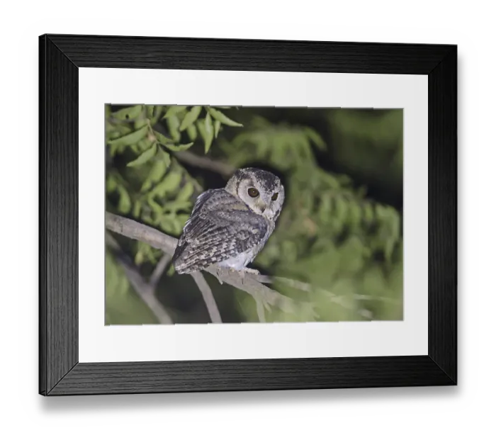 Framed Print : Indian Scops-owl (Otus bakkamoena bakkamoena)