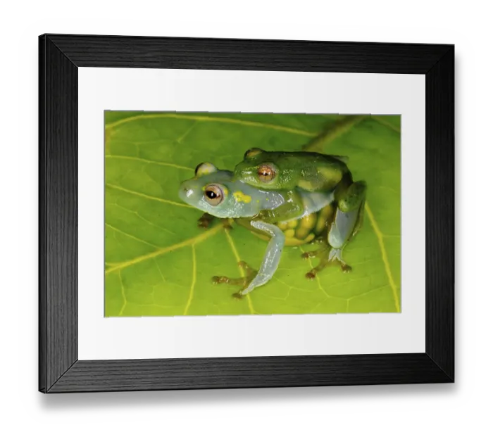 Framed Print : Jackie's Reed Frog (Hyperolius jackie) adult pair Framed Print : Jackie's Reed Frog (Hyperolius jackie) adult pair