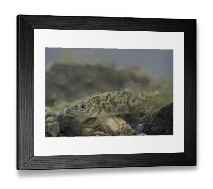 Framed Print : Common Barbel (Barbus barbus) immature Framed Print : Common Barbel (Barbus barbus) immature