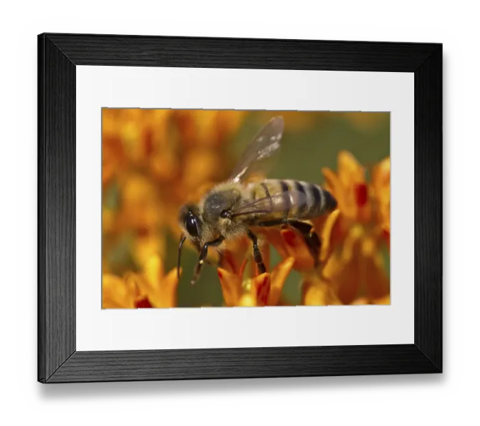 Framed Print : Western Honey Bee (Apis mellifera) introduced species