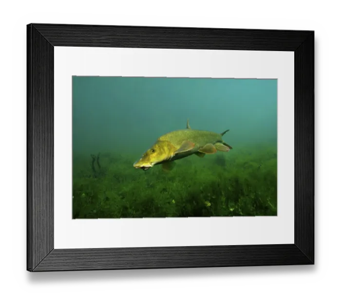 Framed Print : Common barbel (Barbus barbus) Framed Print : Common barbel (Barbus barbus)