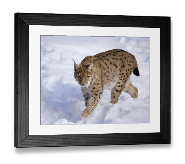Framed Print : Eurasian Lynx (Lynx lynx) in the snow