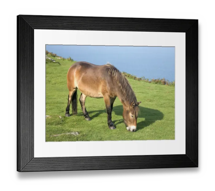 Framed Print : Exmoor pony, Valley of Rocks, Lynton