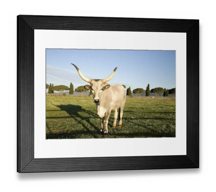 Framed Print : Maremmana or Maremmana bull in a meadow