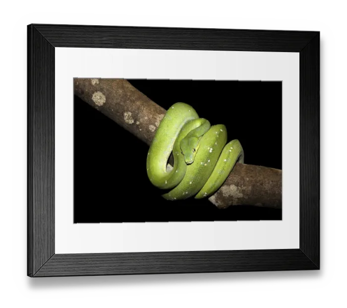 Framed Print : Green Tree Python (Morelia viridis) Framed Print : Green Tree Python (Morelia viridis)