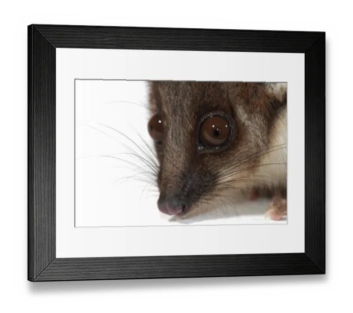 Framed Print : Common Ringtail Possum (Pseudocheirus peregrinus) Framed Print : Common Ringtail Possum (Pseudocheirus peregrinus)