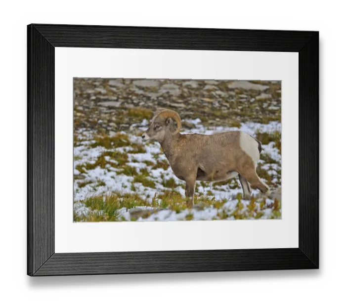 Framed Print : Bighorn Sheep (Ovis canadensis)