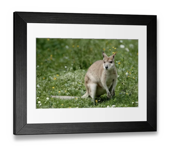 Framed Print : Agile agile wallaby (Macropus agilis) Framed Print : Agile agile wallaby (Macropus agilis)