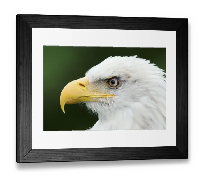 Framed Print : Bald eagle (Haliaeetus leucocephalus)