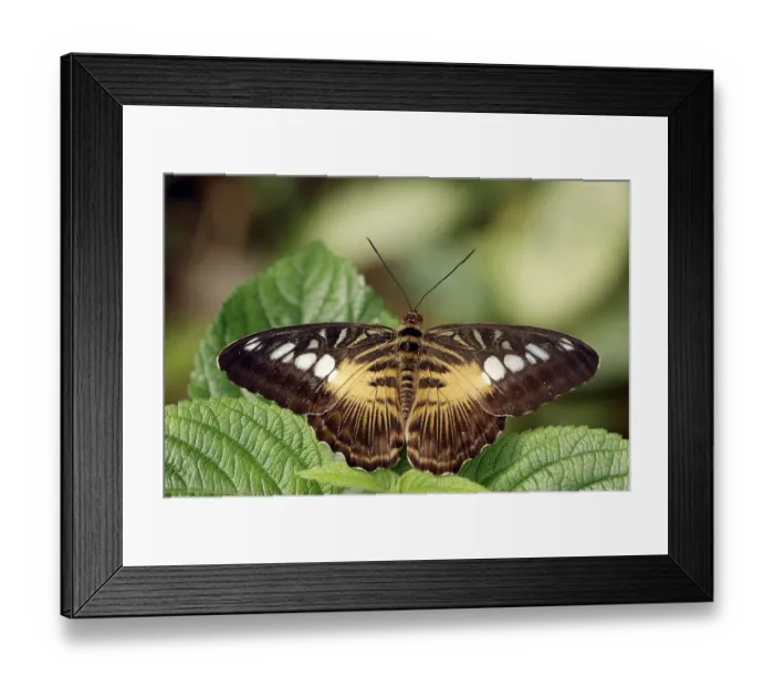 Framed Print : Brown Clipper (Parthenos sylvia brown)