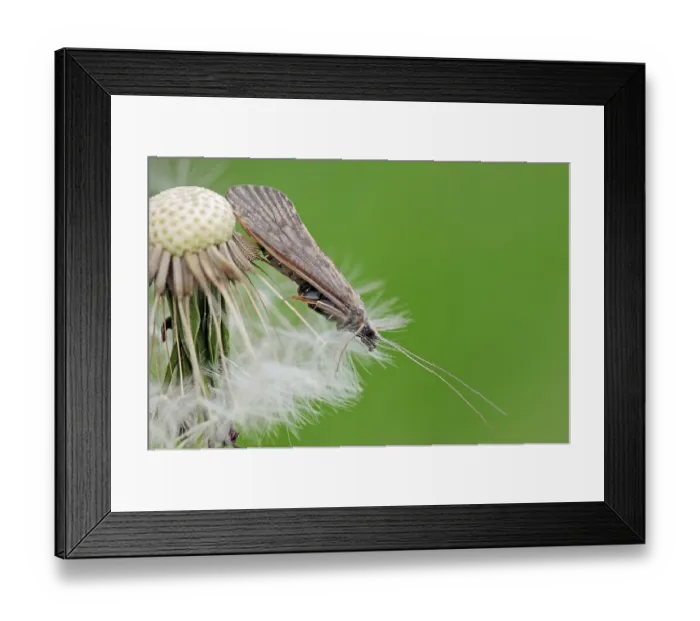 Framed Print : Caddis fly, Provence, South of France (Halesus)