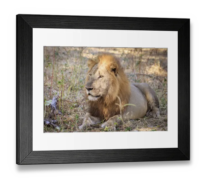 Framed Print : Lion (Panthera leo), male, portrait Framed Print : Lion (Panthera leo), male, portrait