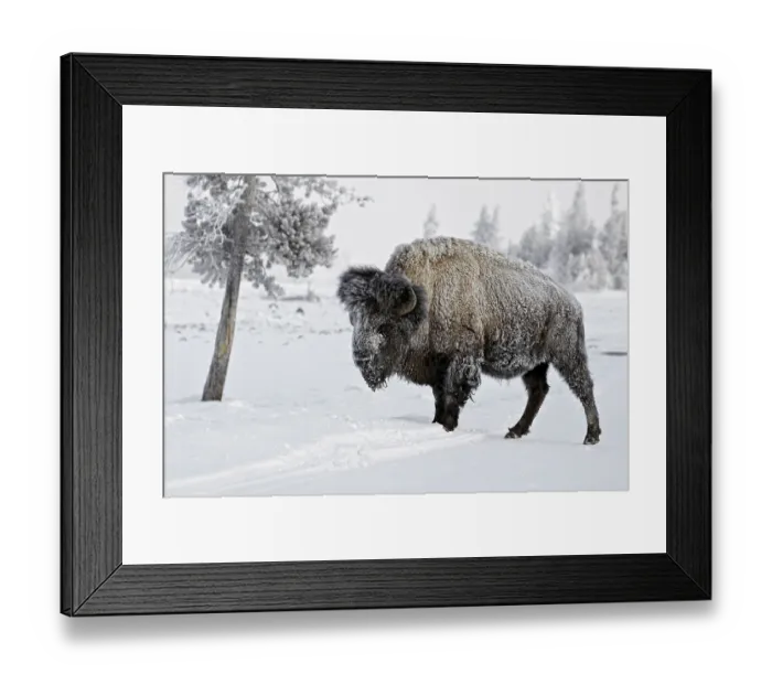 Framed Print : North American Bison (Bison bison) adult male