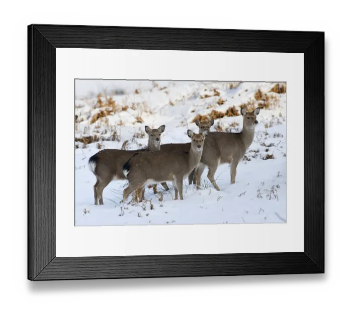 Framed Print : Sika deer, sika deers (Cervus nippon)