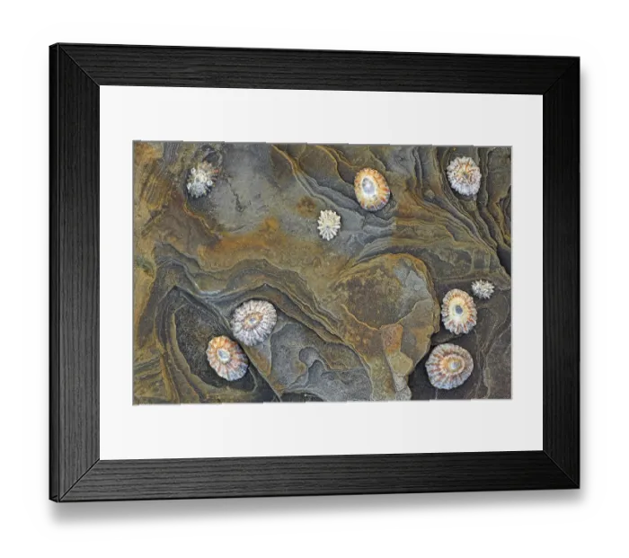 Framed Print : Common common limpet (Patella vulgata) Framed Print : Common common limpet (Patella vulgata)