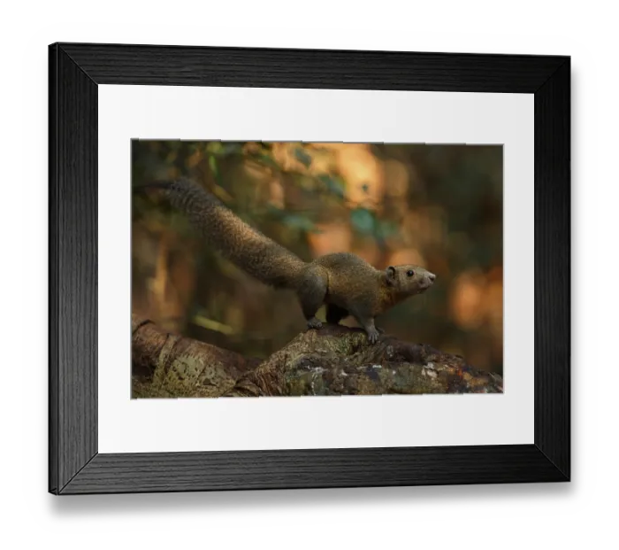 Framed Print : Grey-bellied squirrel (Callosciurus caniceps)