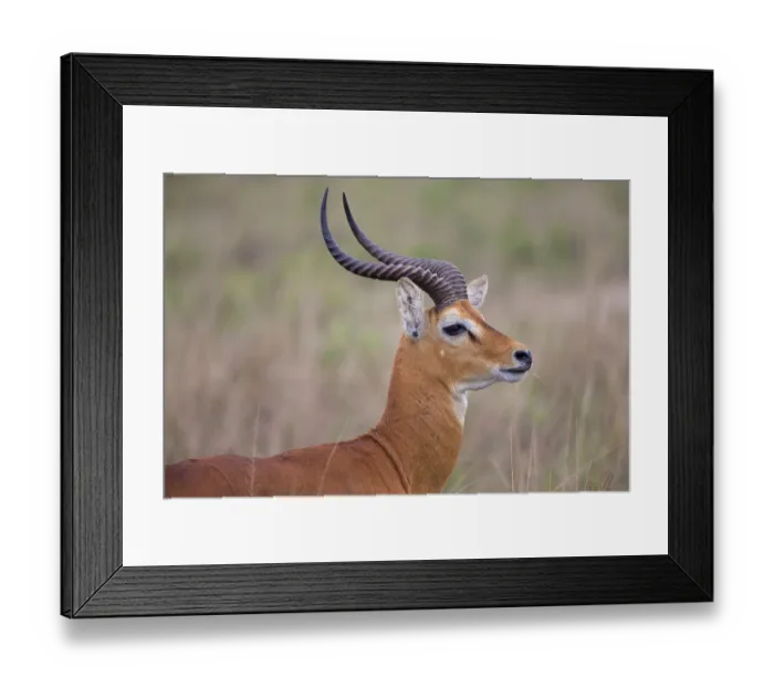 Framed Print : Kob (Kobus kob) adult male, close-up of head and neck