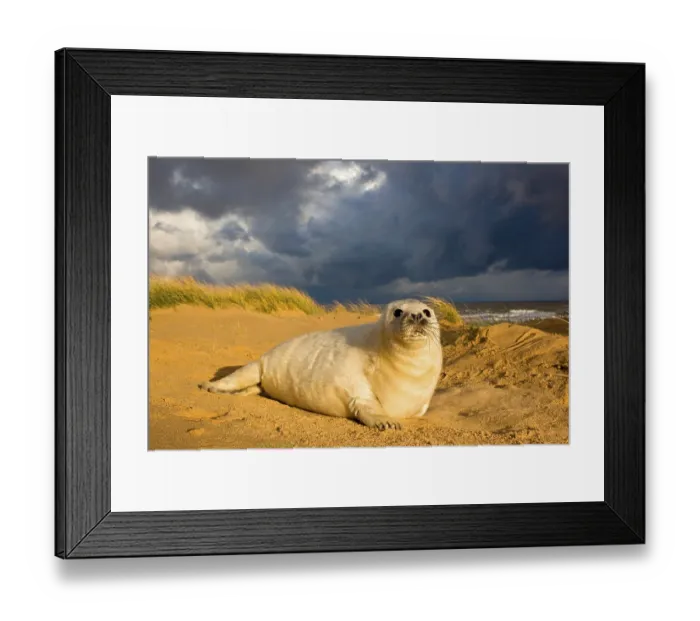 Framed Print : Grey Seal (Halichoerus grypus) one-two week old whitecoat pup