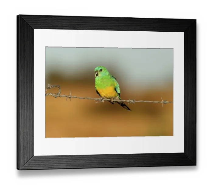 Framed Print : Red-rumped parrot (Psephotus haematonotus)