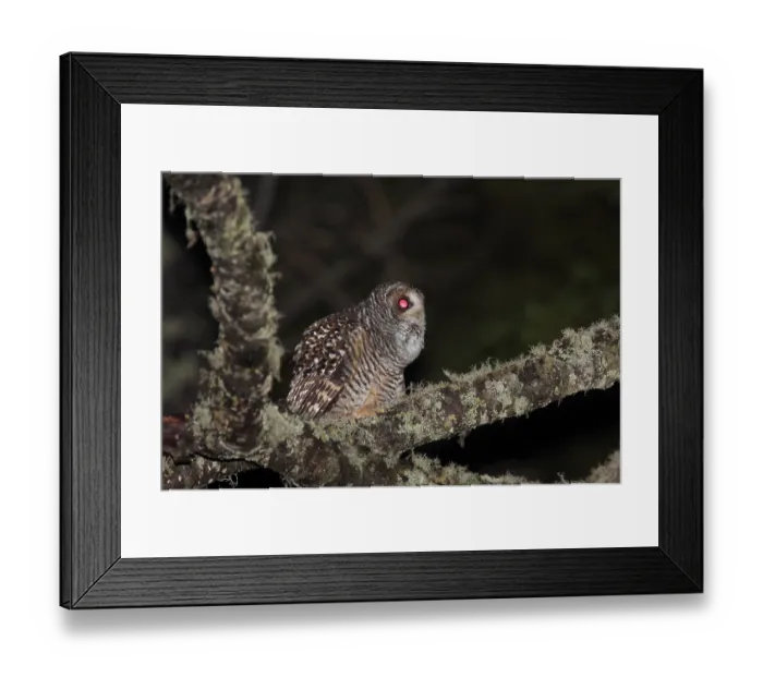 Framed Print : Rufous-legged Owl (Strix rufipes) adult
