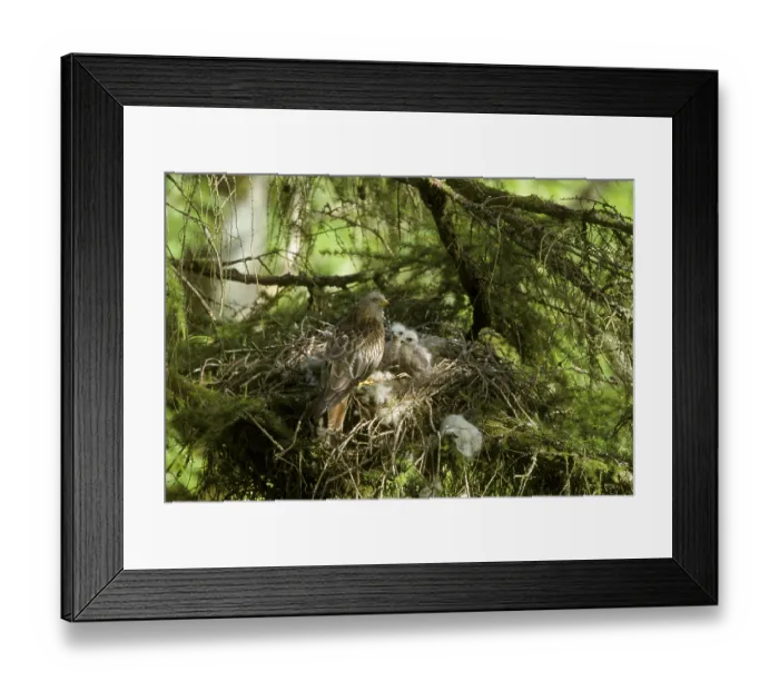 Framed Print : Red Kite, Red Kites (Milvus milvus)