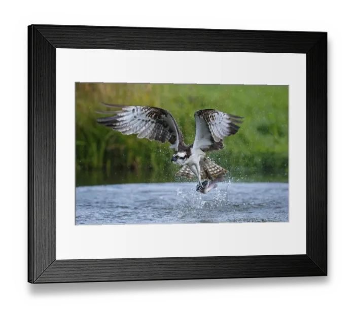 Framed Print : Western osprey (Pandion haliaetus) adult
