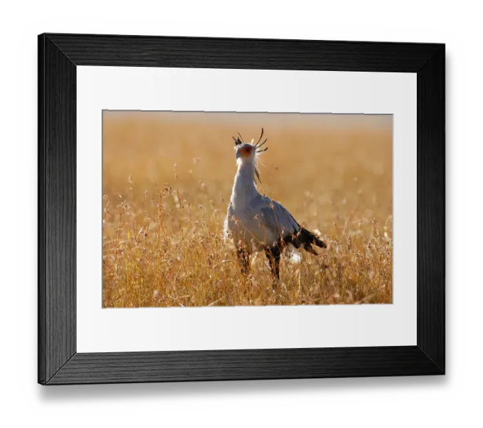 Framed Print : Secretary bird (Sagittarius serpentarius)
