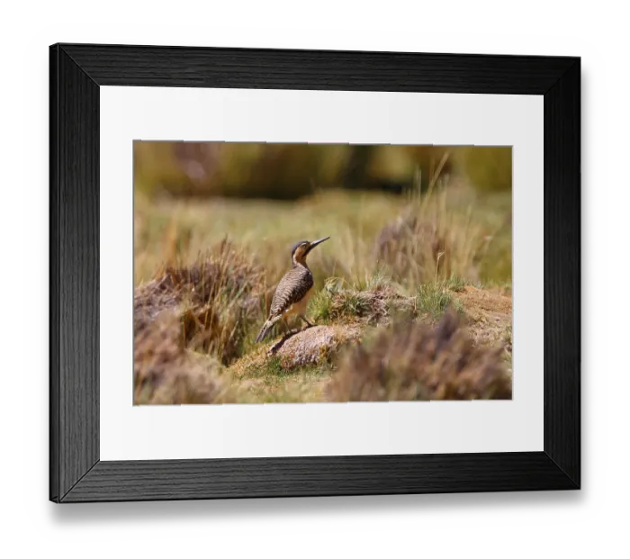 Framed Print : Andean andean flicker (Colaptes rupicola)