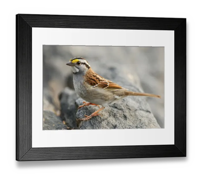 Framed Print : White-throated sparrow (Zonotrichia albicollis) adult