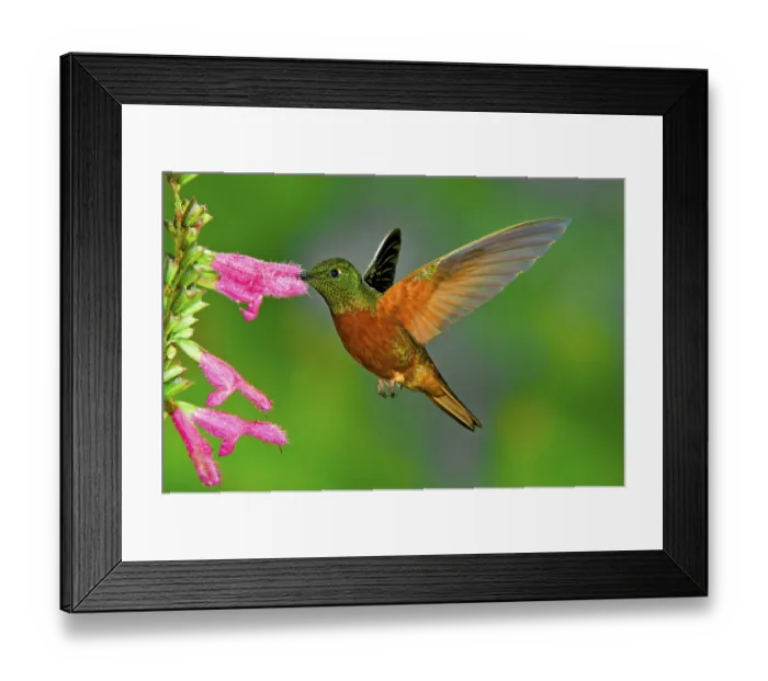 Framed Print : Red-bellied Hummingbird, chestnut-breasted coronet (Boissonneaua matthewsii) Framed Print : Red-bellied Hummingbird, chestnut-breasted coronet (Boissonneaua matthewsii)