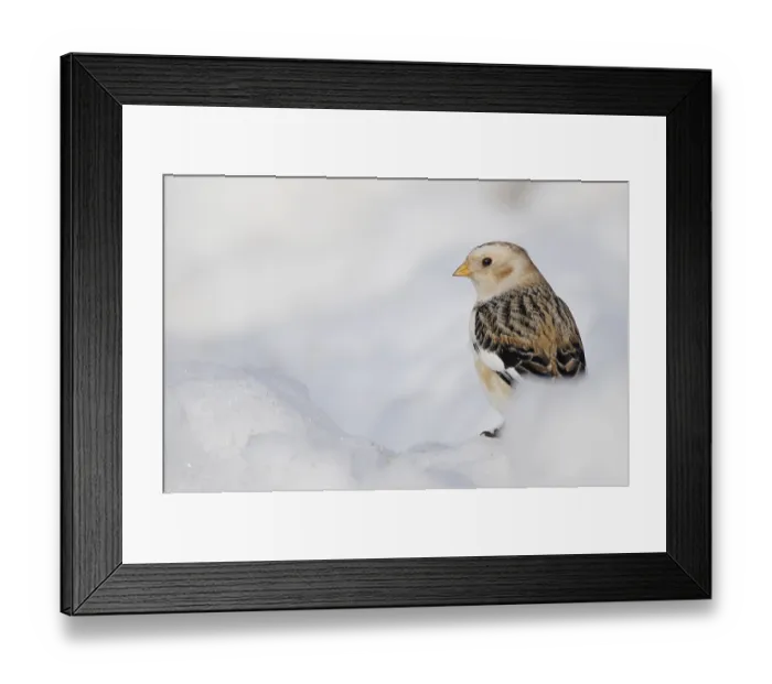 Framed Print : Snow bunting (Plectrophenax nivalis) adult Framed Print : Snow bunting (Plectrophenax nivalis) adult