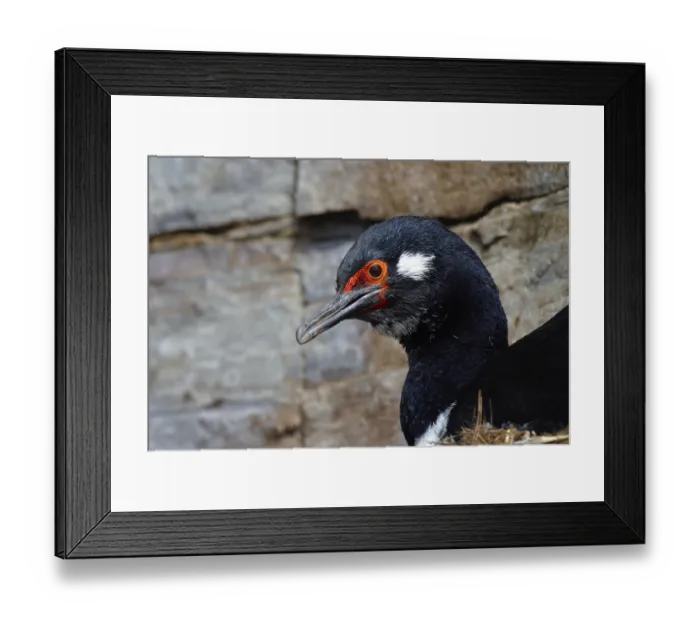 Framed Print : Rock shag (Phalacrocorax magellanicus) Framed Print : Rock shag (Phalacrocorax magellanicus)